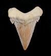 Fossil Palaeocarcharodon Tooth - #4052-1